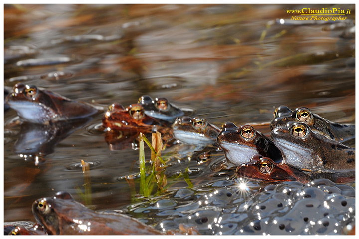 foto, rana temporaria, common frog, mating, eggs, deposizione, val d'aveto